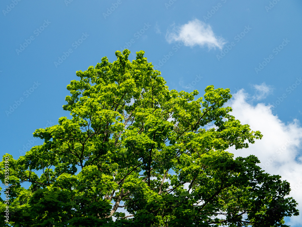 Tall and strong green tree against blue cloudy sky. Nature warm summer scene.