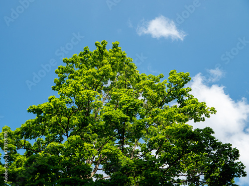 Tall and strong green tree against blue cloudy sky. Nature warm summer scene.
