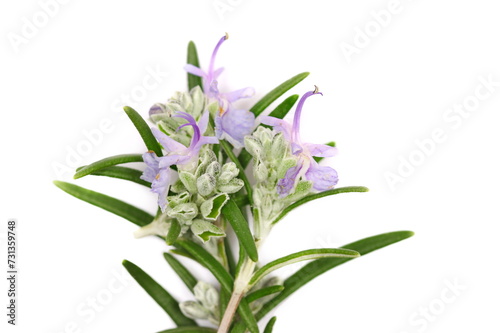 Rosemary flower and leaves isolated on white