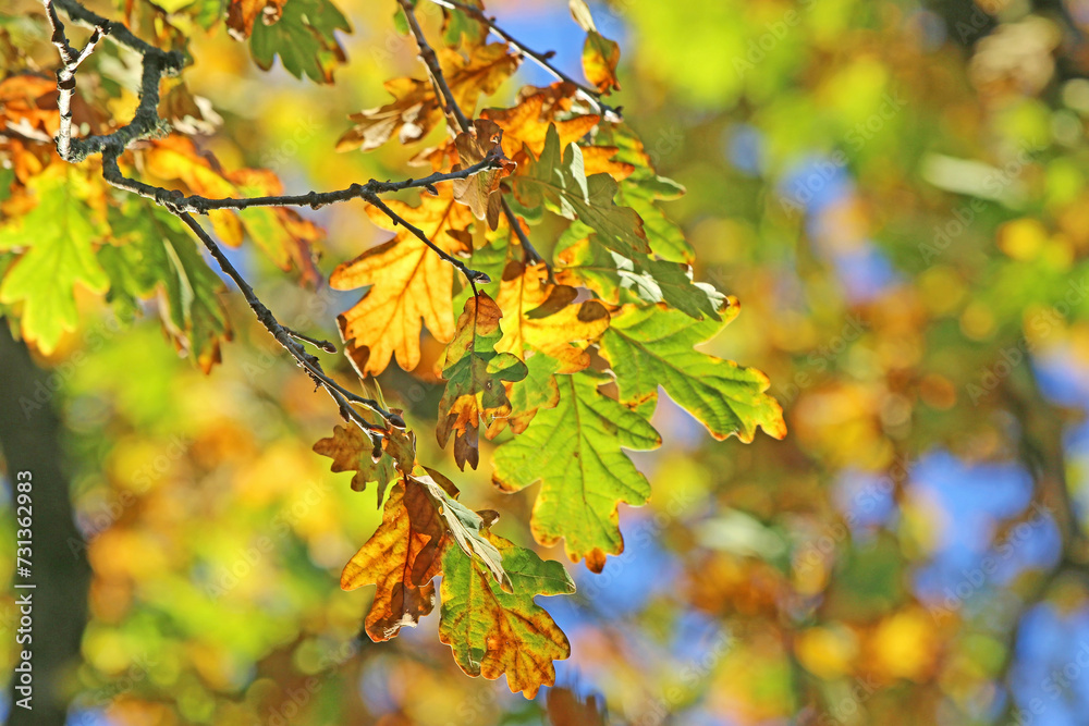 Oak leaves on a tree in Autumn	