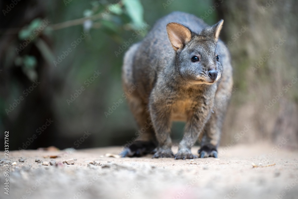 Beautiful pademelon and wallaby in the Australian bush, in the blue mountains, nsw. Australian wildlife in a national park in Australia.