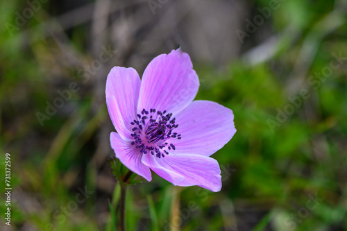 beautiful anemone flowers in the mountains in winter in Northern Cyprus 5