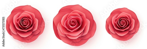 Rose round circle isolated on white background 