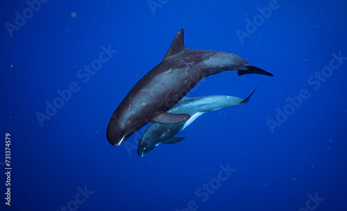 Pygmy Killer Whales Swim in Beautiful Blue Ocean Water along the Hawaii Coast 