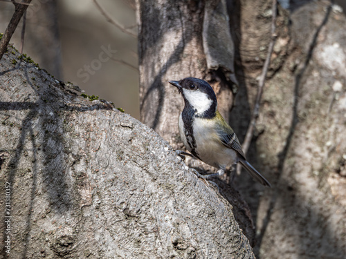 首を長くするシジュウカラ photo