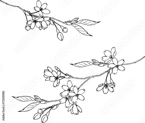 ペンで描いた山桜のイラスト