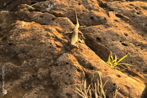 A lizard on the island of Fernando de Noronha called Mabuia