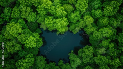 Overhead view of a secluded pond within a lush, vibrant green forest