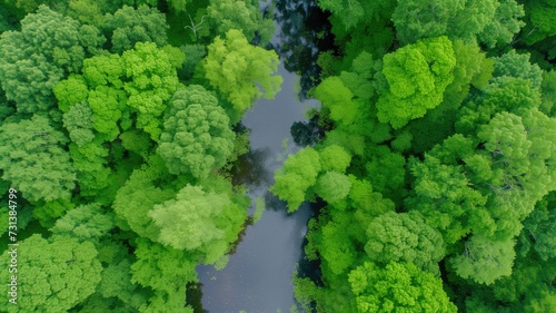 Lush forest embracing a meandering river