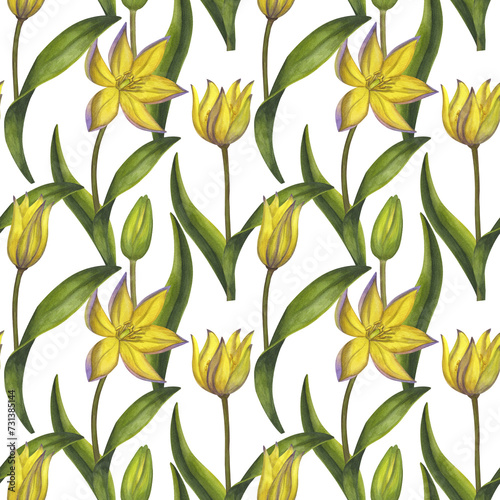 Yellow flowers seamless pattern. Bieberstein tulip. Lily. Early spring blooming. Hand-drawn watercolor illustration isolated on white background. For textile, print, wrapping