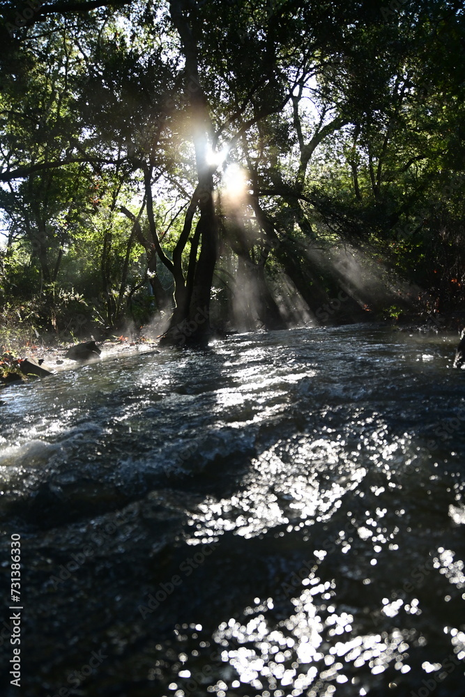 river in the forest river in the forest