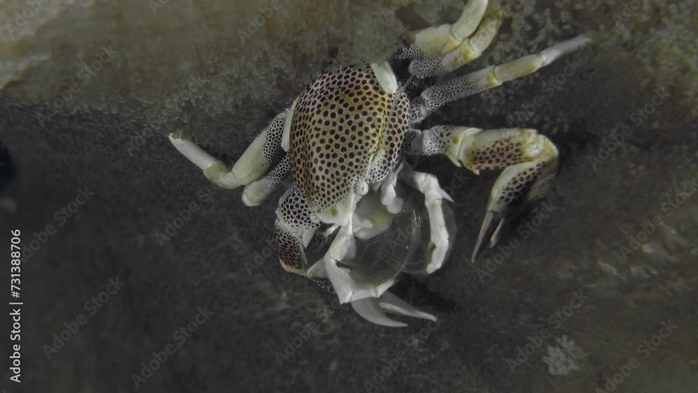 A crab sits on an anemone and collects food floating by. Spotted porcelain crab (Neopetrolisthes maculatus) 3 cm, on sea anemones. ID: White with small dark red dots, or larger red spots.