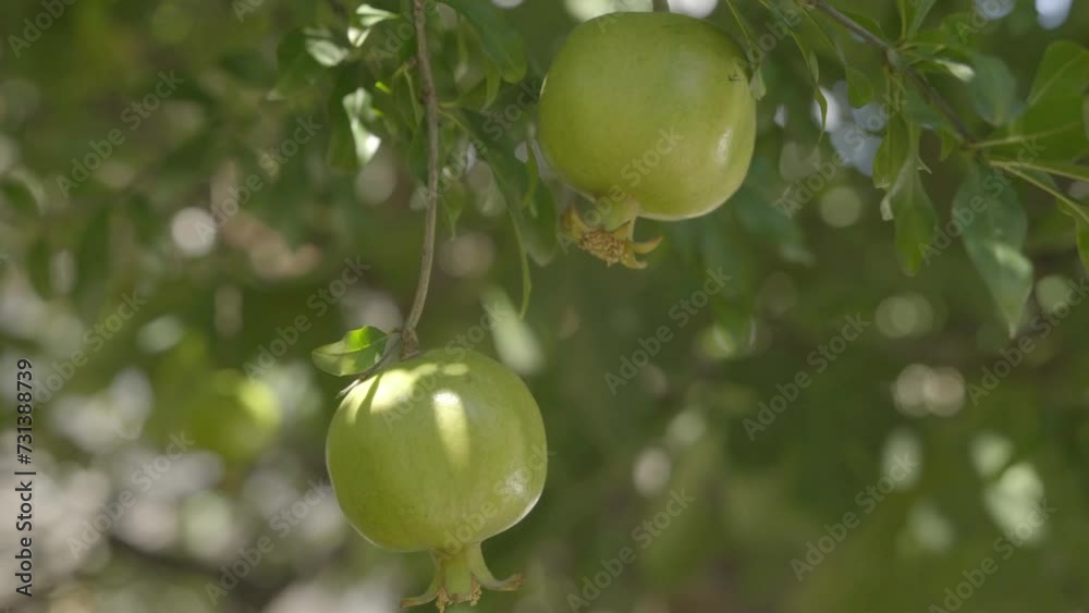 Pomegranate is hanging on a tree. Ripe pomegranate fruits. Beautiful video of a pomegranate tree with bokeh Pomegranate is hanging on a tree. Ripe pomegranate fruits. Beautiful video of a pomegranate tree with bokeh