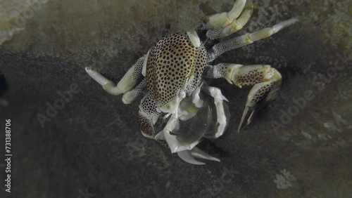 A crab sits on an anemone and collects food floating by. Spotted porcelain crab (Neopetrolisthes maculatus) 3 cm, on sea anemones. ID: White with small dark red dots, or larger red spots. photo