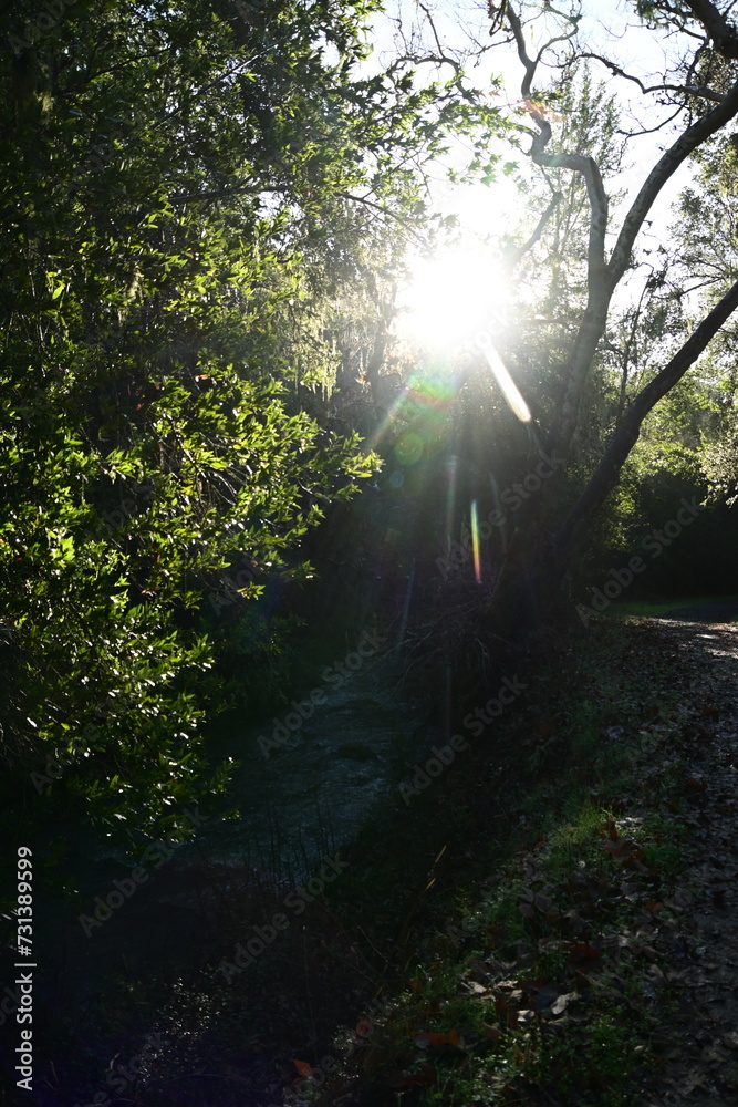 Fototapeta premium morning in the forest