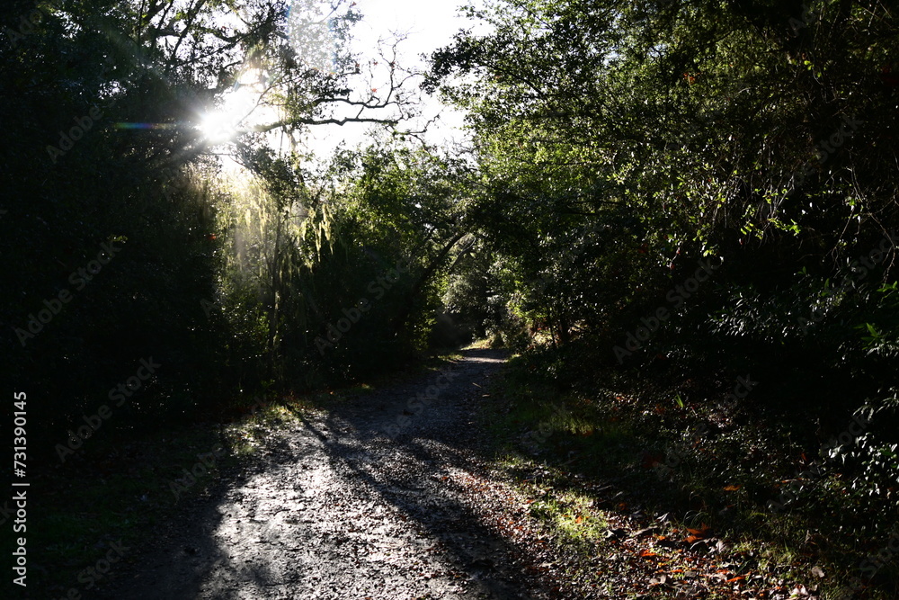 Fototapeta premium sun rays through the trees