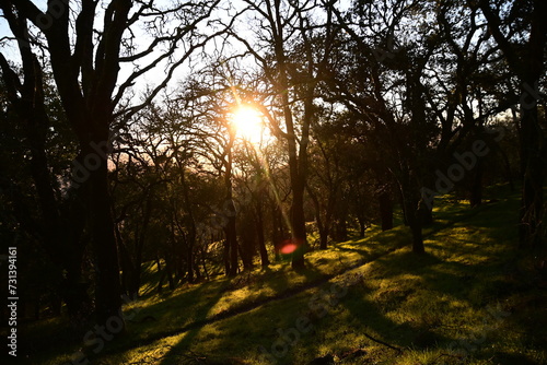 sunset in the park