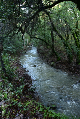 Fototapeta Naklejka Na Ścianę i Meble -  stream in the woods