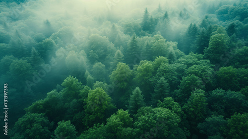 Aerial view of a dense green forest shrouded in mystical fog  with the treetops creating a tranquil and ethereal landscape.