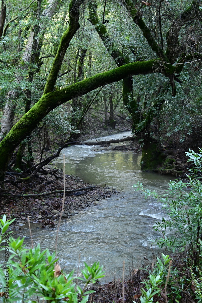 stream in the forest stream in the forest