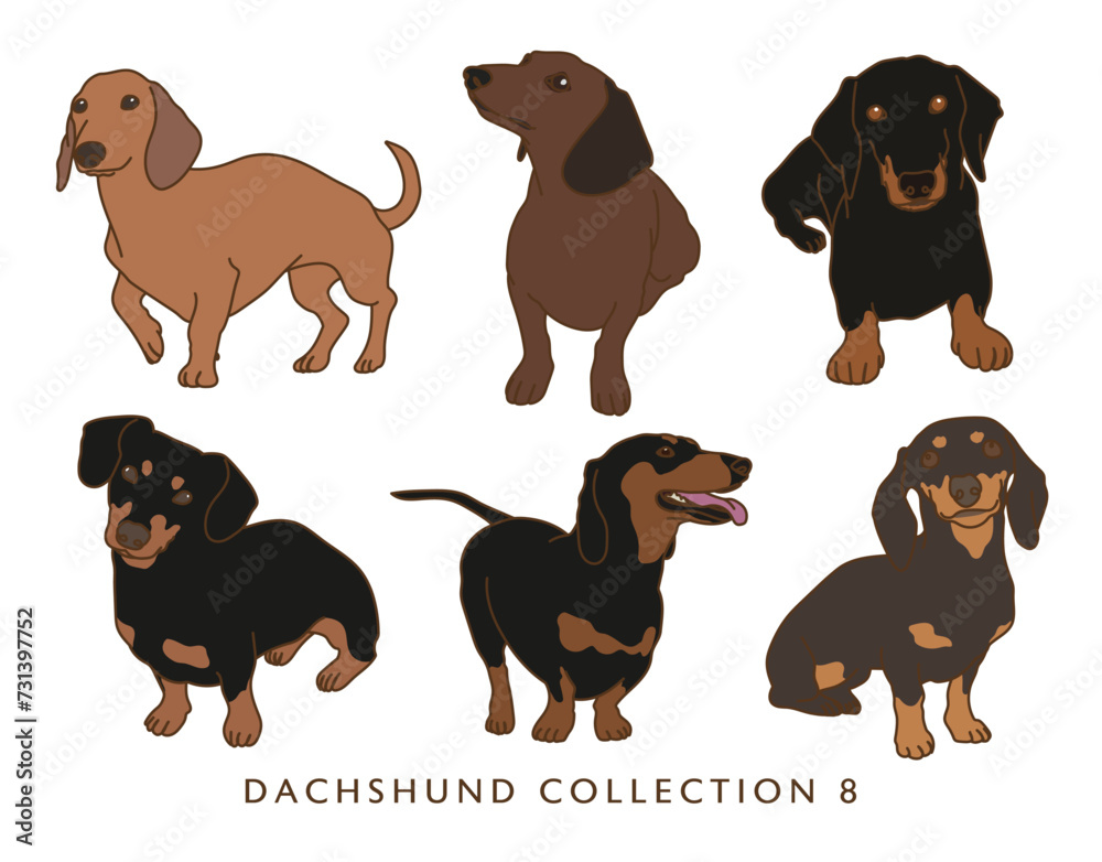 Dachshund Weiner Dog Illustration Collection 8 - In Color - Many Poses