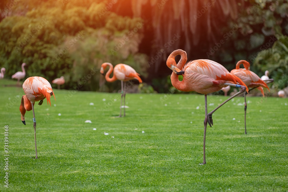 flock of pink flamingo birds walking in park on green lawn grass flock of pink flamingo birds walking in park on green lawn grass
