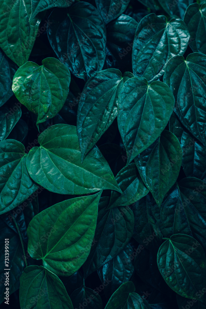 Fototapeta premium closeup nature view of tropical leaves background, dark nature concept