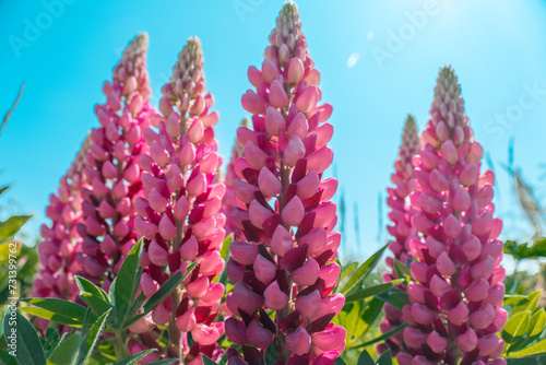 Fototapeta Naklejka Na Ścianę i Meble -   Pink lupins on blue sky background.Pink flowers and blue sky.blooming background with lupins in a sunny summer day.Summer flowers for a flower bed in a natural style