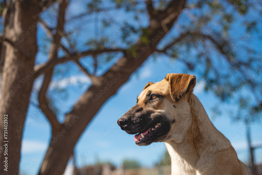 An animal shelter or pound is a place where stray, lost, abandoned or surrendered animals ,mostly dogs and cats are housed.