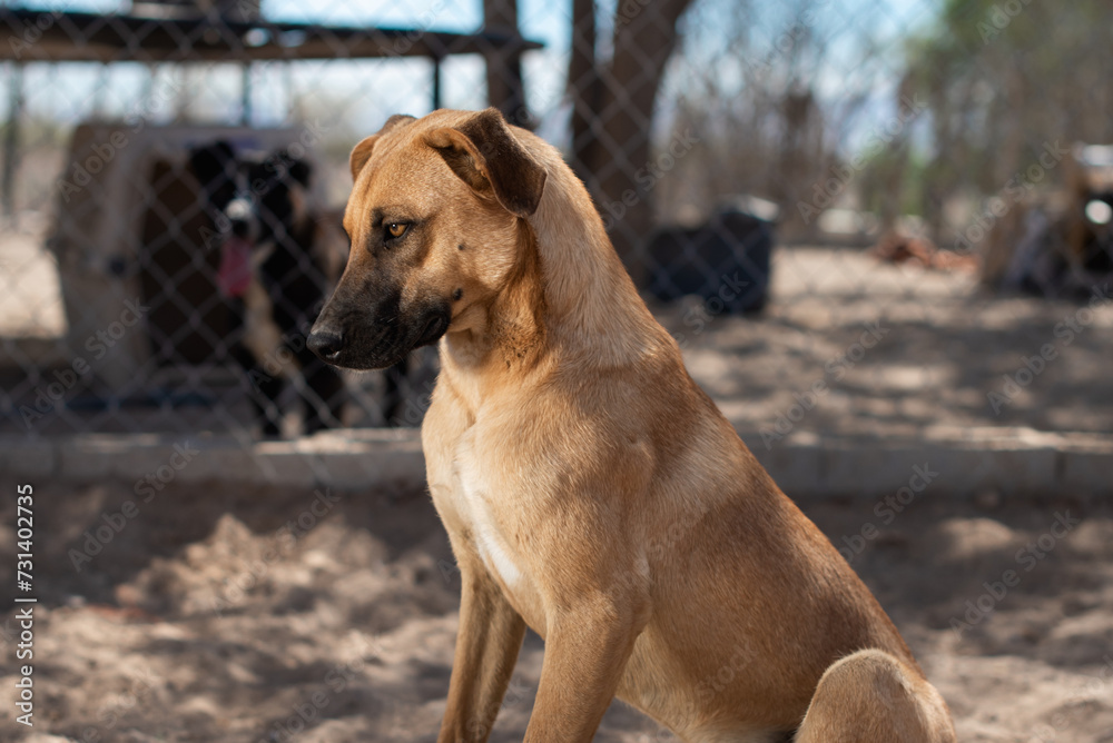 An animal shelter or pound is a place where stray, lost, abandoned or surrendered animals ,mostly dogs and cats are housed.