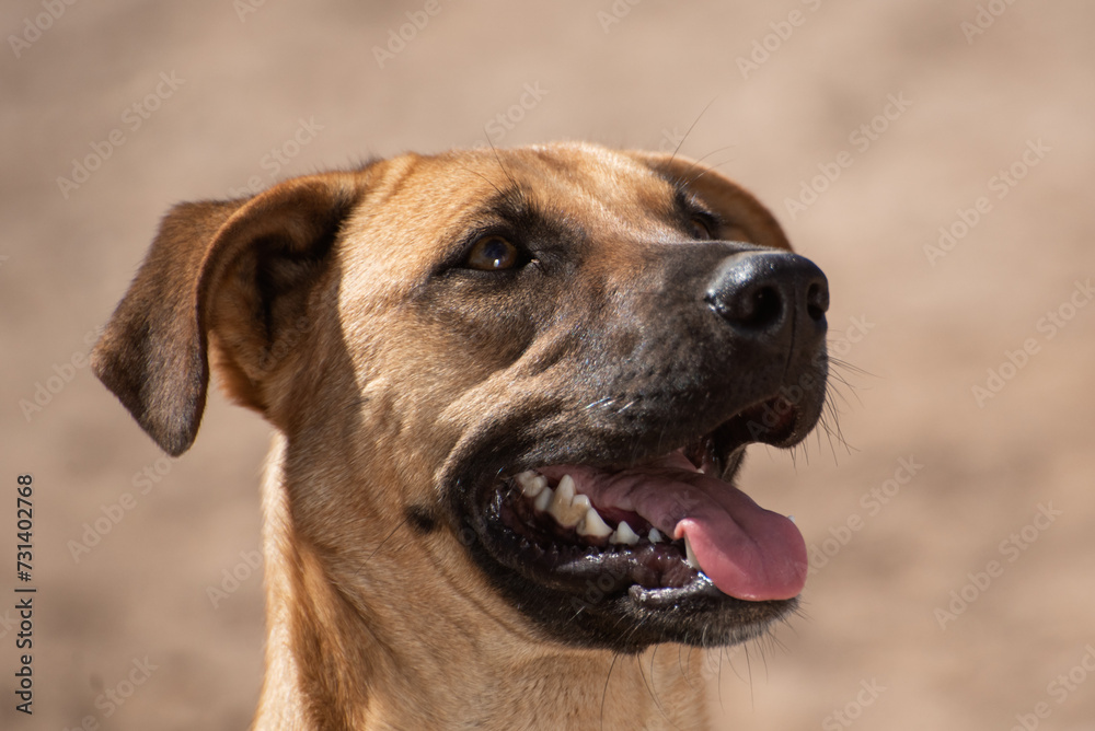 Close up of a Stray dog in the streets of Mexico