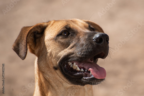 Close up of a Stray dog in the streets of Mexico © Arturo Verea