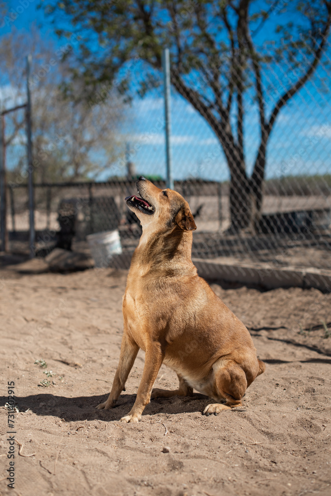 Naklejka premium An animal shelter or pound is a place where stray, lost, abandoned or surrendered animals ,mostly dogs and cats are housed.
