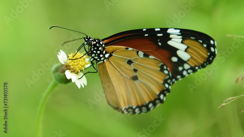 An Orange Butterfly Acraea terpsicore