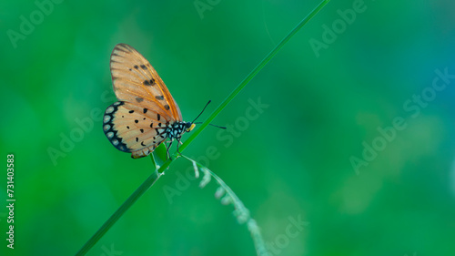 An Orange Butterfly Acraea terpsicore photo