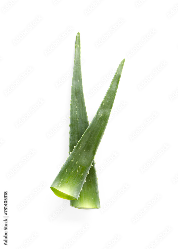 Green aloe vera leaves isolated on white, top view Green aloe vera leaves isolated on white, top view