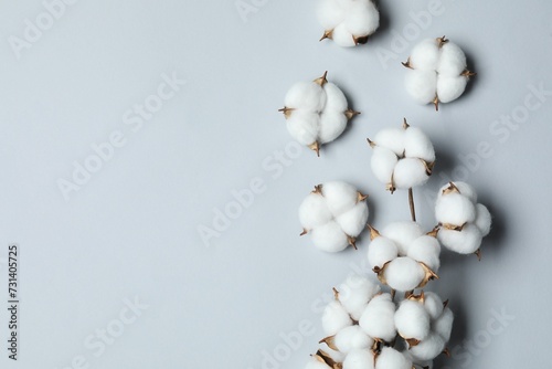 Beautiful cotton flowers on light grey background, flat lay. Space for text