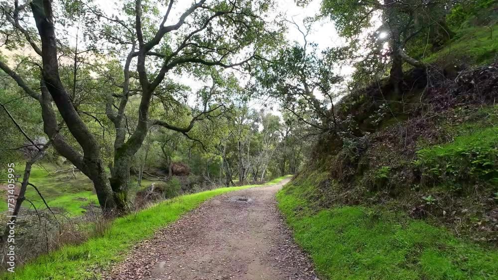 Dirt pathway in remote location of California forest, dolly forward Dirt pathway in remote location of California forest, dolly forward