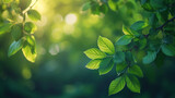 Spring background, green tree leaves on blurred background with soft sunlight