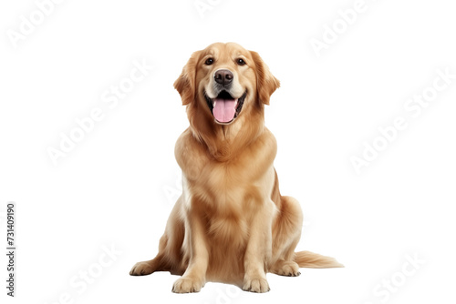 Golden retriever dog and sitting in front..Generative AI Illustration 