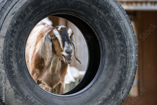 A goofy goat looking through a tire photo