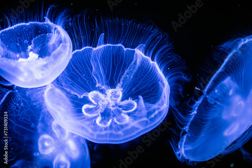 Jelly Fish