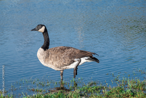 Canadian Goose by the water