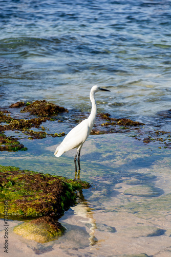 White bird on the shores of the Indian Ocean on the island of Sri Lanka.