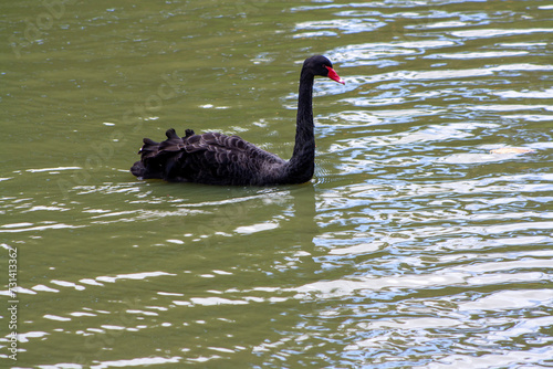 Fototapeta Naklejka Na Ścianę i Meble -  beautiful black swan on a huge lake and natural background