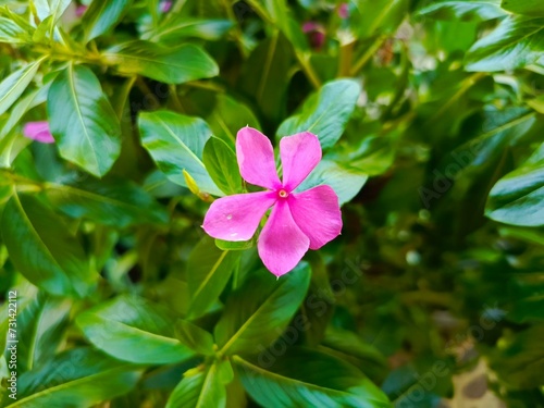 pink flowers in the garden