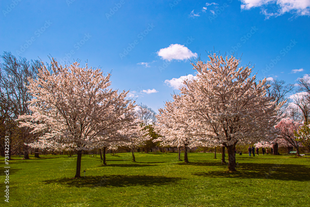blooming cherry trees in the park, spring time blooming cherry trees in the park, spring time