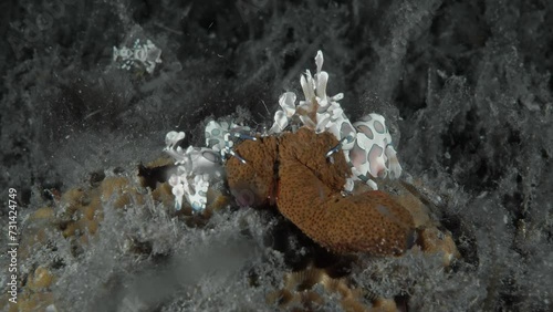 Two spotted shrimp sit on the bottom of a tropical sea among algae and eat a starfish.
Harlequin shrimp (Hymenocera picta) Hymenoceridae, 5 cm, Indo-Pacific. White with big pink spots. photo