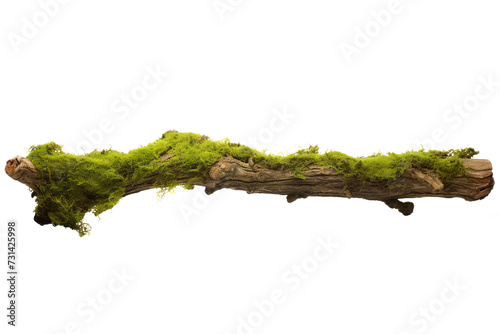 green moss isolated on white