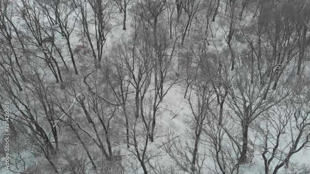 Person Hiking Through Snow Covered Forest Drone Aerial Hills Leafless Trees Flyover Person Hiking Through Snow Covered Forest Drone Aerial Hills Leafless Trees Flyover